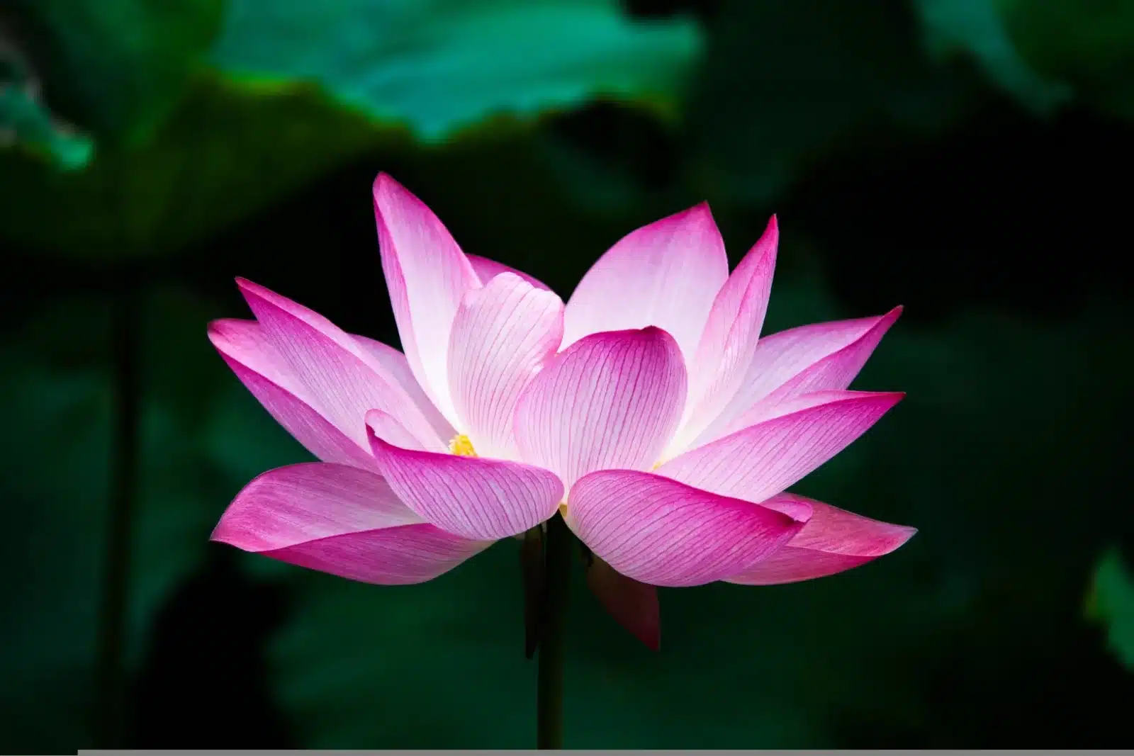 Fresque murale zen représentant une fleur de lotus rose pour la décoration d'un centre de bien-être ou d'un institut de beauté.
